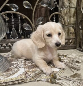 Creme of the Crop Miniature Dachshunds - Whisper 6