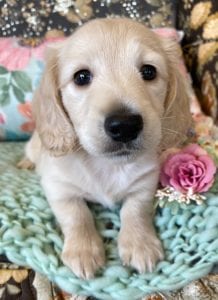 Creme of the Crop Miniature Dachshunds Cream Puppy Butters Alfie 2