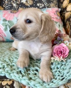 Creme of the Crop Miniature Dachshunds Cream Puppy Butters Alfie 3