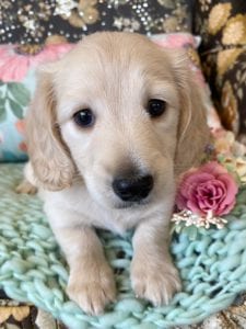 Creme of the Crop Miniature Dachshunds Cream Puppy Butters Alfie 4