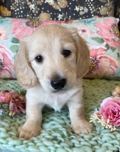 Creme of the Crop Miniature Dachshunds Cream Puppy Butters Alfie 5