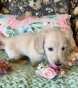 Creme of the Crop Miniature Dachshunds Cream Puppy Butters Alfie 6