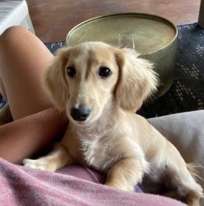 Creme of the Crop Dachshunds - Testimonial Review 3