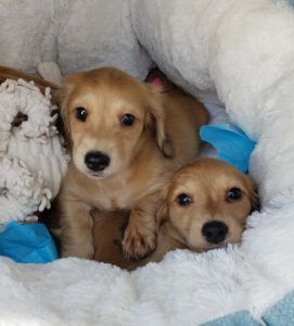 Creme of the Crop Dachshunds Testimonial