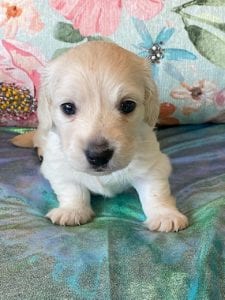 Creme of the Crop Miniature Dachshund Puppy Ateba 1
