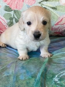 Creme of the Crop Miniature Dachshund Puppy Ateba 2