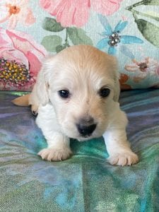 Creme of the Crop Miniature Dachshund Puppy Ateba 3