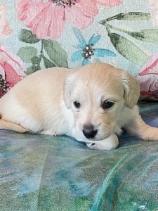 Creme of the Crop Miniature Dachshund Puppy Ateba 4
