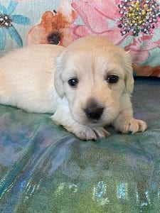 Creme of the Crop Miniature Dachshund Puppy Ateba 5