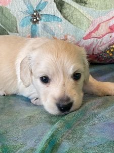 Creme of the Crop Miniature Dachshund Puppy Ateba 6