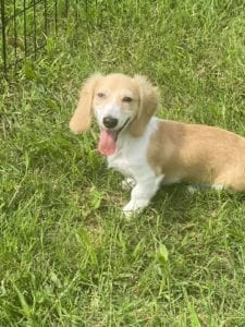 english cream miniature dachshund breeder