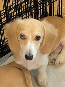 english cream miniature dachshund puppy breeder biscoti