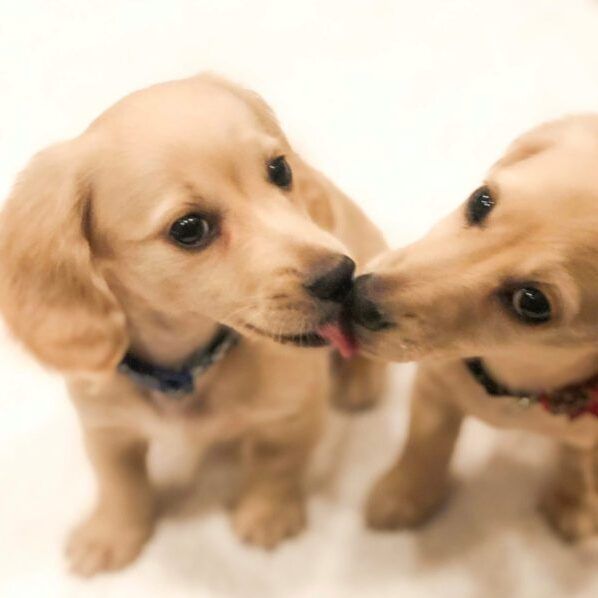 Creme of the Crop Dachshunds - English Cream Miniature Dachshunds