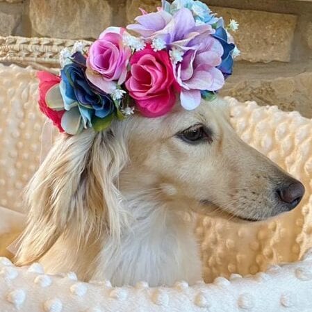 138673935_255484822668208_8292499727970889235_n Crème of the Crop Dachshunds English Cream Miniature Dachshund Puppy Breeder Leslie Urso Franklin Texas 6