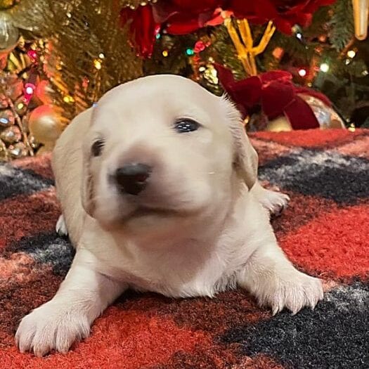 Creme of the Crop Dachshunds Elsa's Female Puppy 1