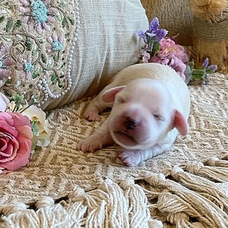 Creme of the Crop Miniature Dachshund Breeder - Male Puppy Stetson 7