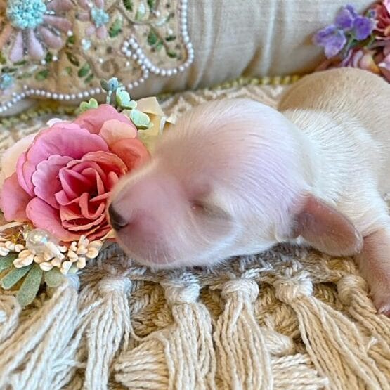 Creme of the Crop Miniature Dachshunds - Male Puppy Max 6