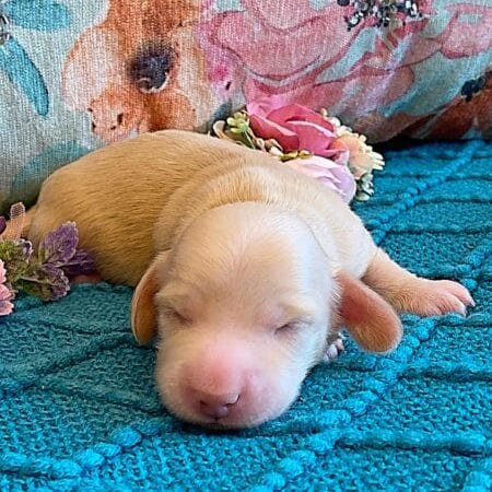 Creme of the Crop Miniature Dachshund Puppy - Platinum Blonde English Cream boy Jax 3