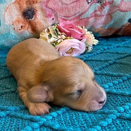 Creme of the Crop Miniature Dachshund Puppy - Platinum Blonde English Cream Female Stella Rose 9