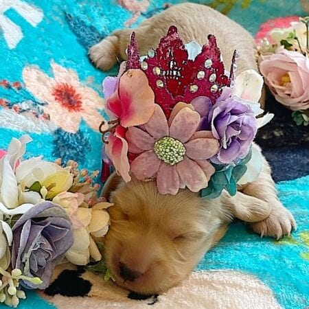 Creme of the Crop Miniature Dachshunds - Cream Femal Puppy Blossom 2