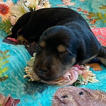 Creme of the Crop Miniature Dachshunds - Black & Cream Puppy Brewer 4
