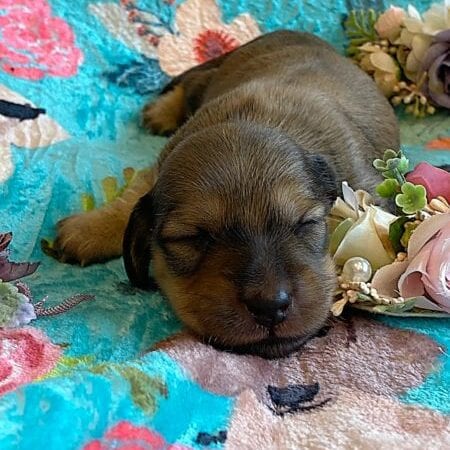 Creme of the Crop Miniature Dachshunds - Shaded Cream Male Puppy Colin 3