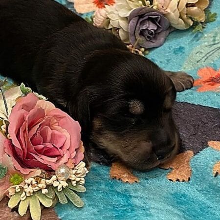Creme of the Crop Miniature Dachshunds - Black & Cream Male Puppy 5