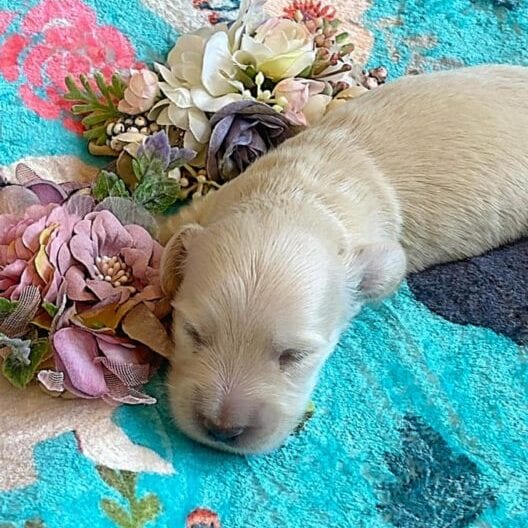 Creme of the Crop Miniature Dachshunds - Cream Puppy Cashew 3