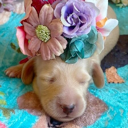 Creme of the Crop Miniature Dachshunds - Cream Female Puppy Ellie 7