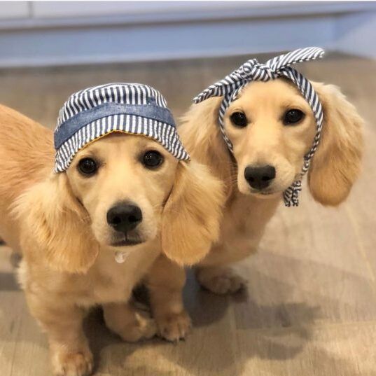 Creme of the Crop Dachshunds - English Cream Miniature Dachshunds