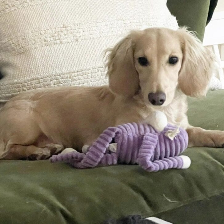 Creme of the Crop Miniature Dachshunds - Available Male Puppy Monkee 8