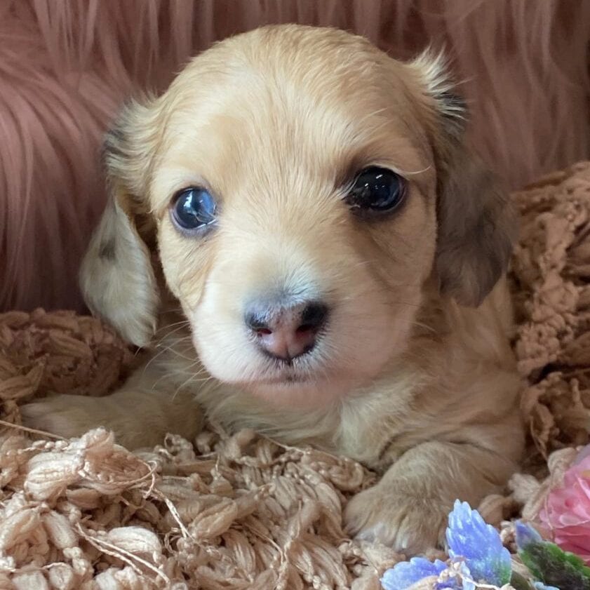 Creme of the Crop Miniature Dachshunds Cream Puppy - Amelia Grace 6