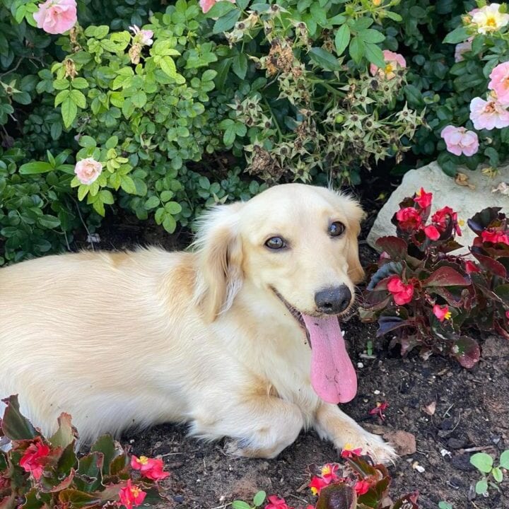 455360797_957254332870658_121180358135289560_n Creme of the Crop Dachshund Adult Female For Sale Versace 5