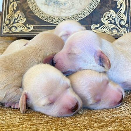 Creme of the Crop Dachshunds - English Cream Miniature Dachshunds