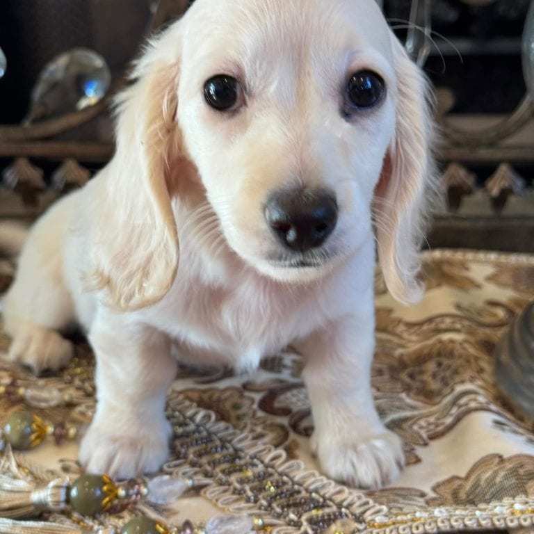 Creme of the Crop Miniature Dachshunds Asha Rose