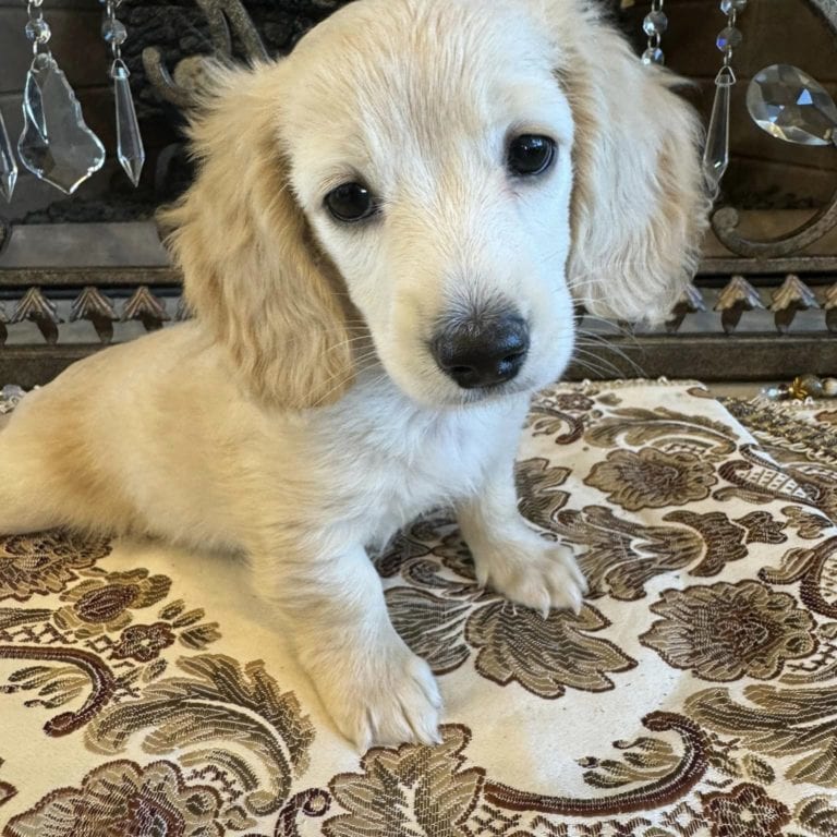 Creme of the Crop Miniature Dachshunds Charli 1