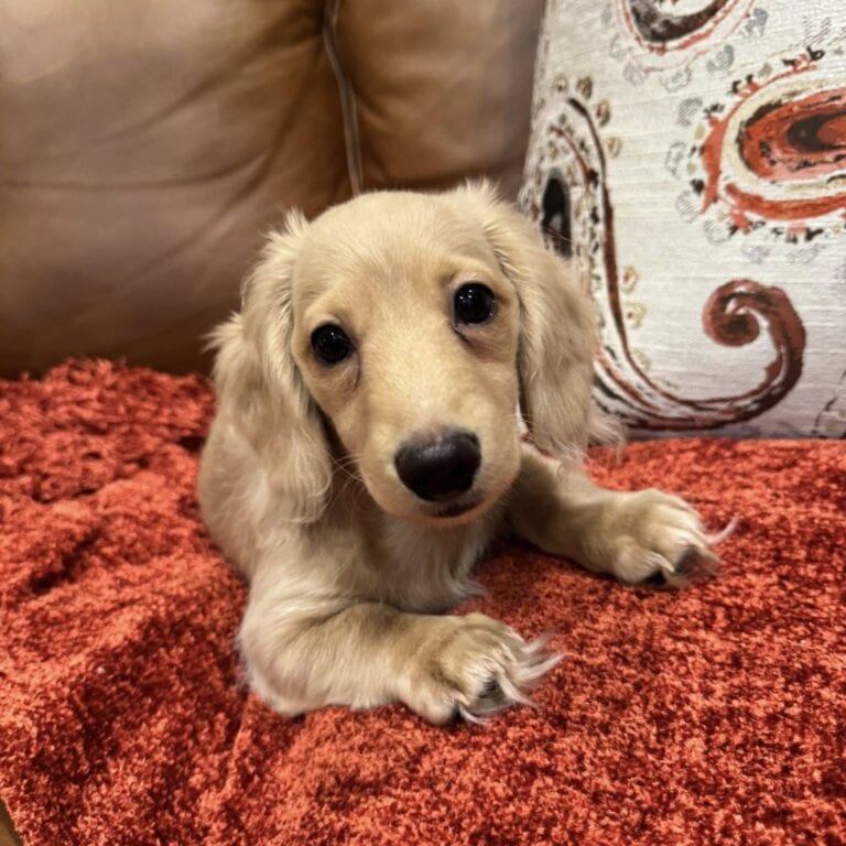 Creme of the Crop Miniature Dachshunds - Cillian 4