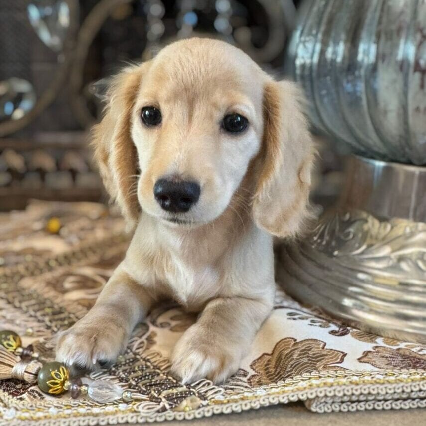 Creme of the Crop Miniature Dachshunds Breeder - Fancy 4