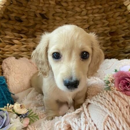 Crème of the Crop Dachshunds English Cream Miniature Dachshund Breeder Gianni Keziah 3