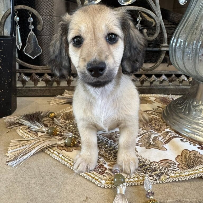 Creme of the Crop Miniature Dachshunds - Gypsy 1