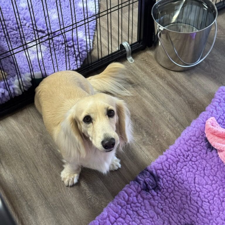 Lila2 Creme of the Crop Miniature Dachshunds - Available Dog For Sale Re-Homing - Lila 4