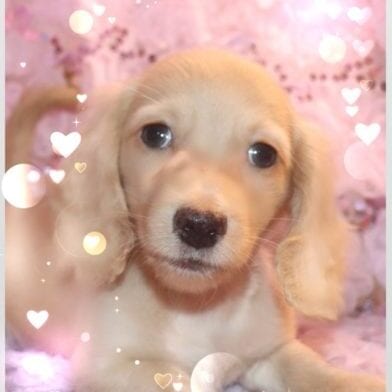 Crème of the Crop Dachshunds English Cream Miniature Dachshund Breeder Liora Rae