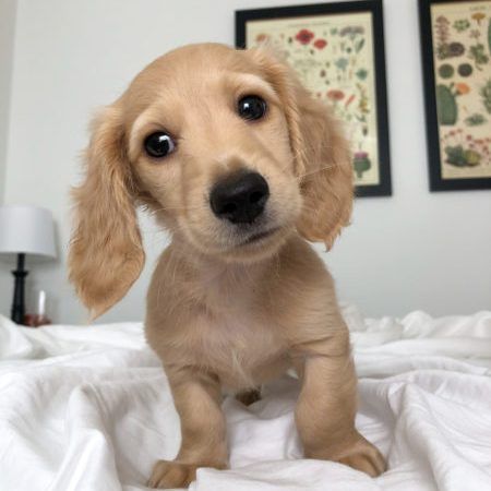 Crème of the Crop English Cream Miniature Dachshunds - Puppies Photo 2