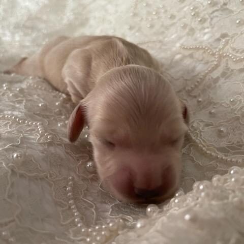 Creme of the Crop Miniature Cream Dachshund Puppy For Sale 8