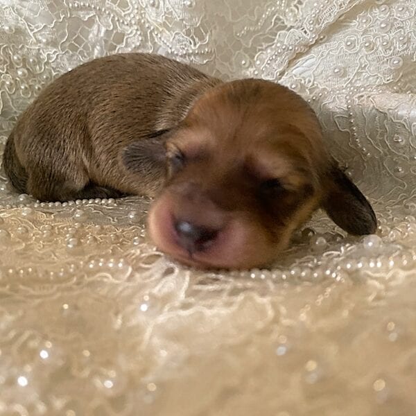 Creme of the Crop Miniature Cream Dachshund Puppy For Sale 10
