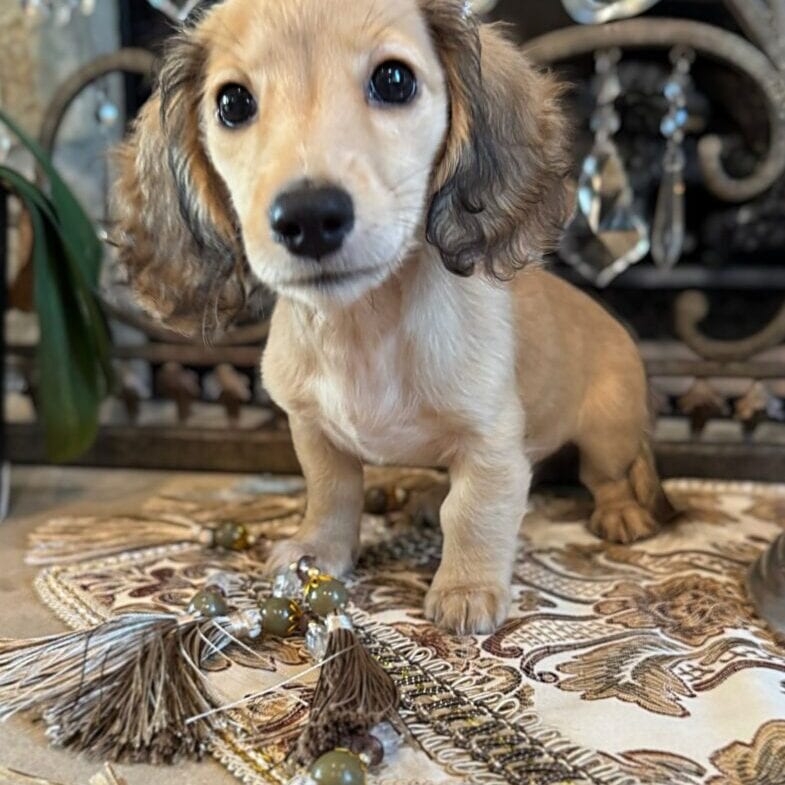 Creme of the Crop Miniature Dachshunds Breeder - Raelynn