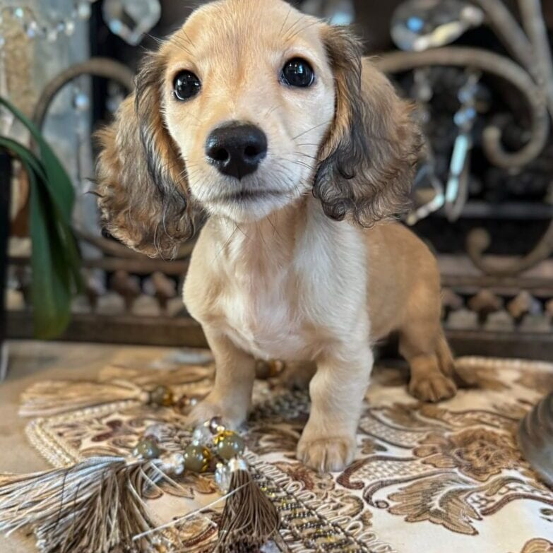 Creme of the Crop Miniature Dachshunds Breeder - Raelynn 6