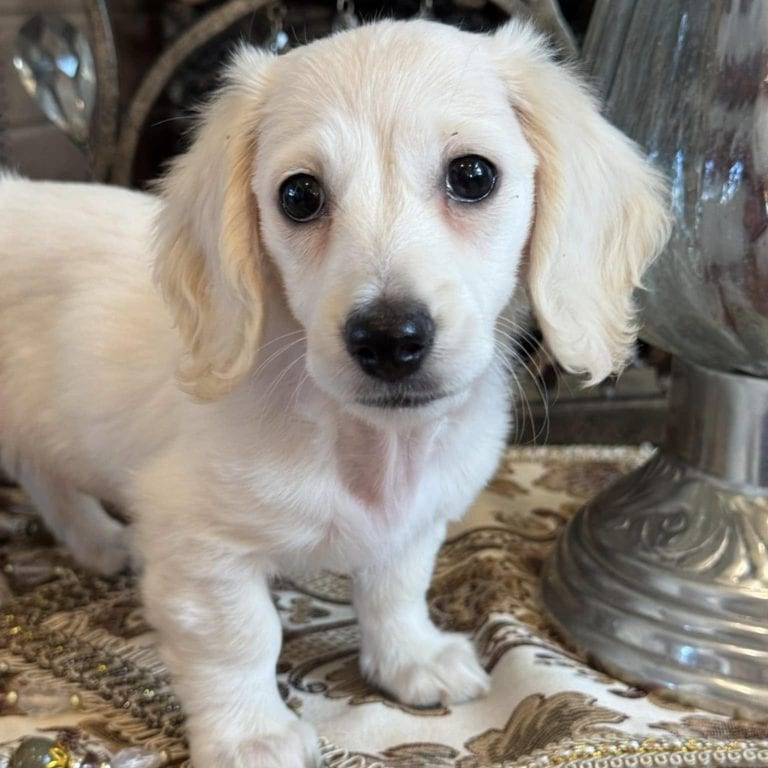 Creme of the Crop Miniature Dachshunds Skye