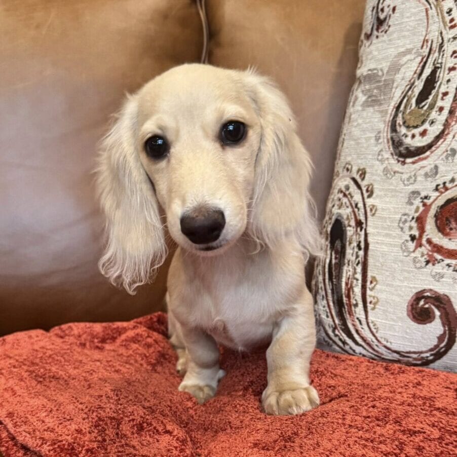 Creme of the Crop Miniature Dachshunds - Sully 2