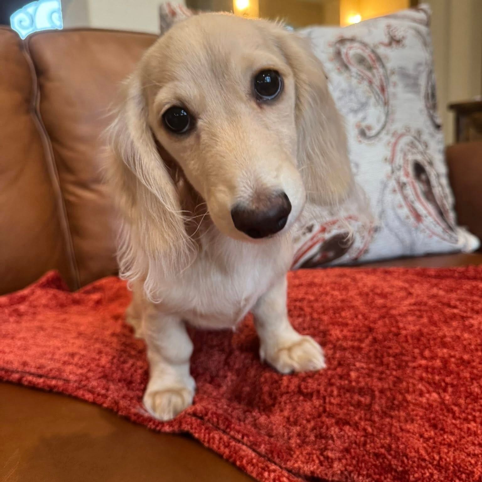 Creme of the Crop Miniature Dachshunds - Sully 3